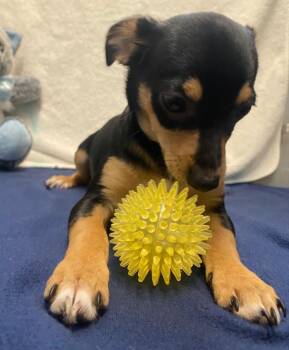 Chihuahua and Mixed Breed Dogs Available for Adoption in Fall River, Massachusetts - Jameson | PetCurious