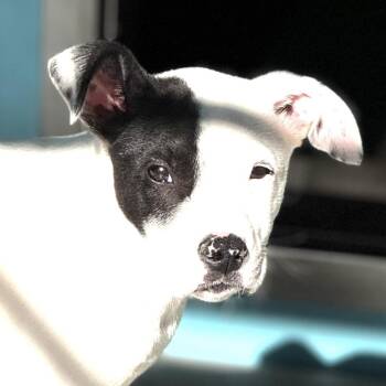 Mixed Breed Dogs Available for Adoption in Bradenton, Florida - Ratatouille | PetCurious