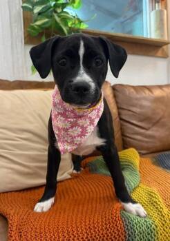 Boxer and Pit Bull Terrier Dogs Available for Adoption in Friendswood, Texas - Reba Sweets | PetCurious