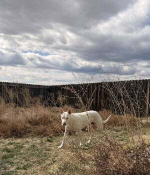 Pit Bull Terrier and Siberian Husky Dogs Available for Adoption - Francine | PetCurious