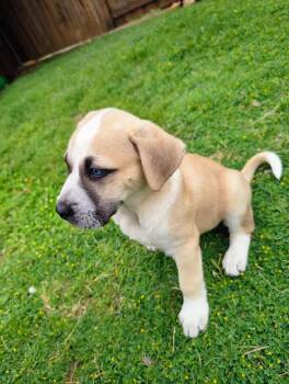 Anatolian Shepherd Dogs Available for Adoption in Plano, Texas - Mystique  | PetCurious