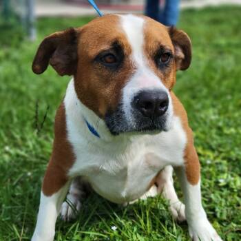 Rescue Mixed Breed Dogs for Adoption in Sarasota, Florida - Washington | PetCurious
