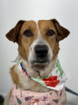 English Foxhound and Australian Cattle Dog Blue Heeler Dogs Available for Adoption in Carlsbad, California - Granny-One Of Our Amazing Rescue Dogs | PetCurious