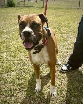 Boxer Dogs Available for Adoption in Monticello, New York - Thor | PetCurious