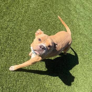 Princess Poppycock -  Mixed Breed Dog for Adoption in Pittsburgh, Pennsylvania - Princess Poppycock | PetCurious
