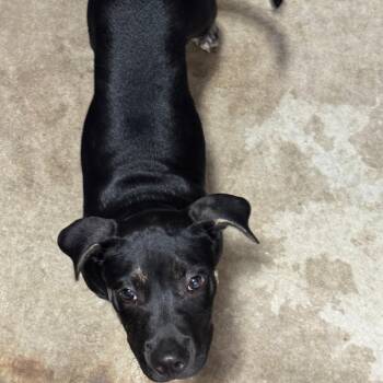 Purvis -  Pit Bull Terrier Dog for Adoption in Birmingham, Alabama - Purvis | PetCurious