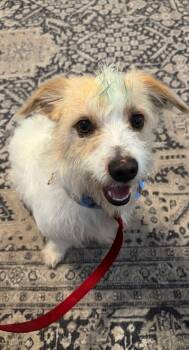 Jack Russell Terrier Dogs Available for Adoption in Luling, Texas - Ollie | PetCurious