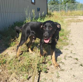 Rescue Rottweiler and German Shorthaired Pointer Dogs for Adoption in Fort Smith, Northwest Territories - Timmy | PetCurious