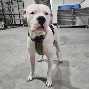 Gordon -  Pit Bull Terrier Dog for Adoption in Harlingen, Texas - Gordon | PetCurious