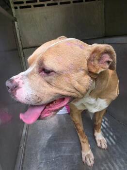 Gauge -  Mixed Breed Dog for Adoption in Mobile, Alabama - Gauge | PetCurious