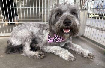 Marlee -  Schnoodle Dog for Adoption in Canutillo, Texas - Marlee | PetCurious