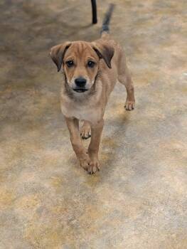 Husky Dogs Available for Adoption - Falcon | PetCurious