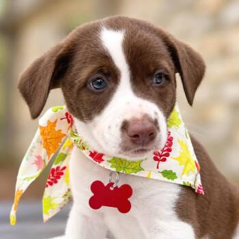 Janet -  Retriever and Terrier Dog for Adoption in Boerne, Texas - Janet | PetCurious