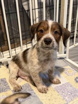 SIMON -  Terrier Dog for Adoption in Broomfield, Colorado - SIMON | PetCurious