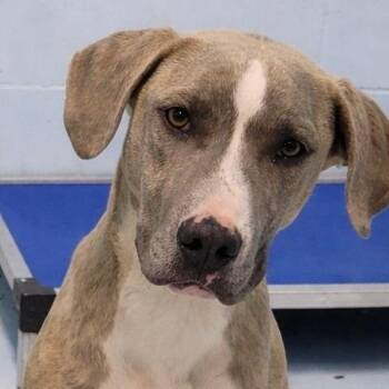 Mixed Breed Dogs Available for Adoption - Emory | PetCurious