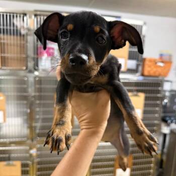 Duke -  Chihuahua Dog for Adoption in Wahiawa, Hawaii - Duke | PetCurious