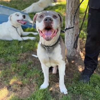 American Bulldog and Mixed Breed Dogs Available for Adoption in Modesto, California - BOSS | PetCurious