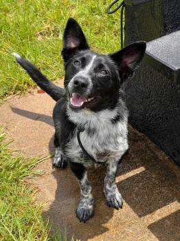 Rescue Corgi and Australian Cattle Dog Blue Heeler Dogs for Adoption in Oxford, Mississippi - Nessie | PetCurious