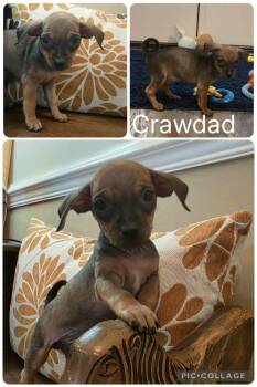 Chihuahua Dogs Available for Adoption in Enterprise, Alabama - Crawdad | PetCurious