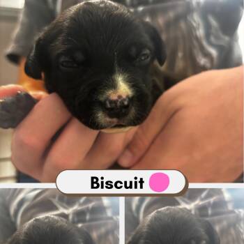 Biscuit -  Australian Shepherd and American Staffordshire Terrier Dog for Adoption in Phoenix, Arizona - Biscuit | PetCurious