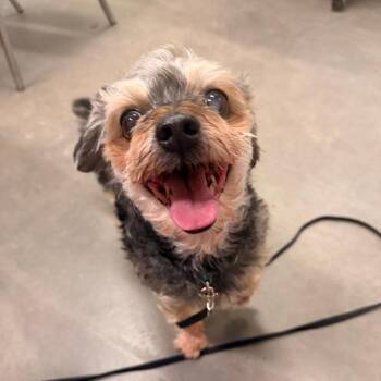Ricky -  Shih Tzu and Yorkshire Terrier Dog for Adoption in Park Falls, Wisconsin - Ricky | PetCurious