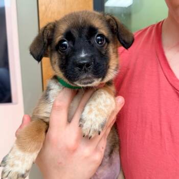 Zipper -  Australian Shepherd and Mixed Breed Dog for Adoption in Columbus, Georgia - Zipper | PetCurious