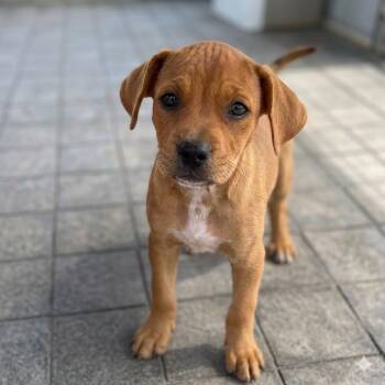 Petunia -  Mixed Breed Dog for Adoption in Austin, Texas - Petunia | PetCurious