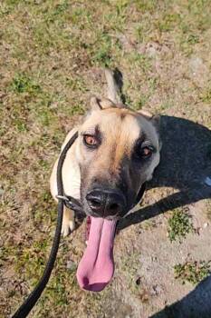 Rescue Great Dane and Labrador Retriever Dogs for Adoption in Shelby, North Carolina - Kipper | PetCurious