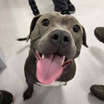 Pit Bull Terrier Dogs Available for Adoption in Hampton Bays, New York - Nala | PetCurious