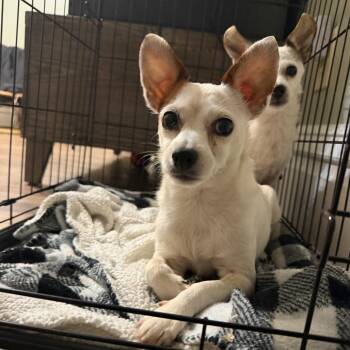 Rockelle -  Chihuahua and Mixed Breed Dog for Adoption in Parkersburg, West Virginia - Rockelle | PetCurious