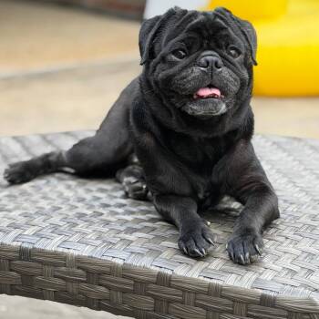 Pug Dogs Available for Adoption - Hector | PetCurious