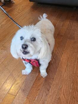 Maltese and Poodle Dogs Available for Adoption in Troutman, North Carolina - BLIZZARD | PetCurious