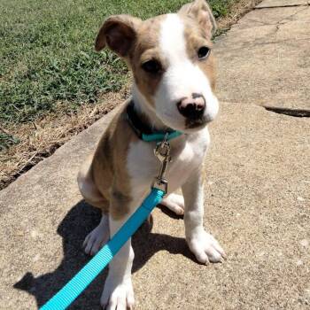 Scott -  Australian Shepherd and Pit Bull Terrier Dog for Adoption in Springfield, Missouri - Scott | PetCurious