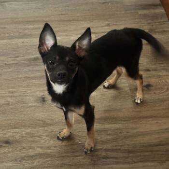 Bambi -  Chihuahua Dog for Adoption in Lucedale, Mississippi - Bambi | PetCurious
