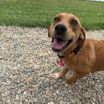 Dachshund and Mixed Breed Dogs Available for Adoption in Waynesville, North Carolina - Virginia Slim | PetCurious