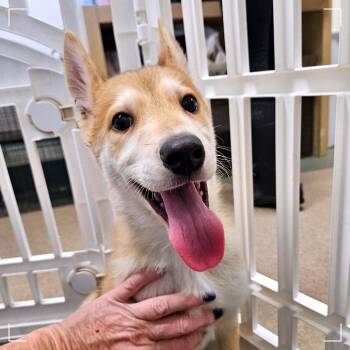 Siberian Husky Dogs Available for Adoption - Tig Notaro | PetCurious