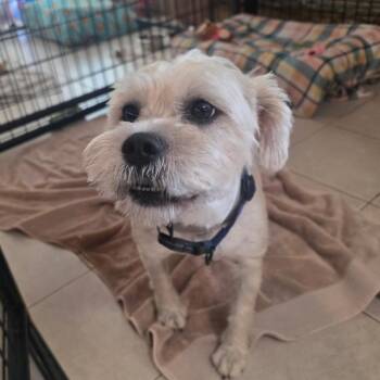 Charlie -  Schnauzer and Maltese Dog for Adoption in Thompson Falls, Montana - Charlie | PetCurious