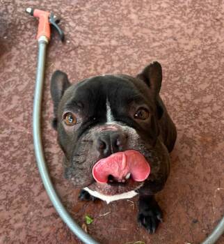 Rescue French Bulldog Dogs for Adoption in Van Vleck, Texas - Odie | PetCurious