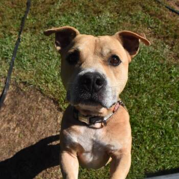 Mixed Breed Dogs Available for Adoption in Auburn, Alabama - Shawty | PetCurious
