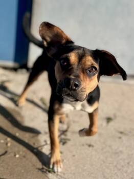 Rescue Terrier and Mixed Breed Dogs for Adoption in New Orleans, Louisiana - Tansy | PetCurious