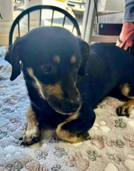 Miniature Pinscher Dogs Available for Adoption - Mary | PetCurious