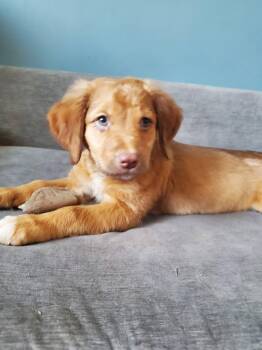 Infinity - Pre Adoption -  Mixed Breed Dog for Adoption in Kettering, Ohio - Infinity - Pre Adoption | PetCurious