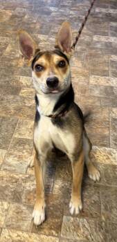 Oswin -  Mixed Breed Dog for Adoption in Anderson, Indiana - Oswin | PetCurious