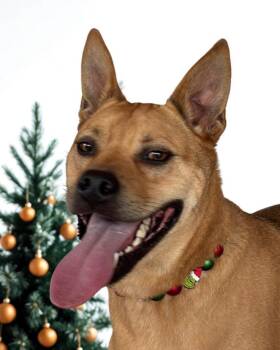 Rescue Carolina Dog Dogs for Adoption in Thibodaux, Louisiana - Ship | PetCurious
