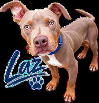 Laz -  Pit Bull Terrier Dog for Adoption in Mendham, New Jersey - Laz | PetCurious