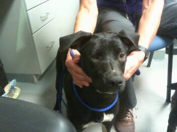 LISA -  Labrador Retriever and Mixed Breed Dog for Adoption in Charlotte, North Carolina - LISA | PetCurious