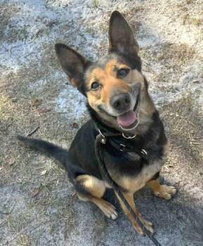 Eloise -  German Shepherd Dog and Mixed Breed Dog for Adoption in Palm Coast, Florida - Eloise | PetCurious