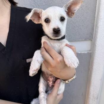 Terrier Dogs Available for Adoption in Las Vegas, Nevada - Flying Dutchman | PetCurious