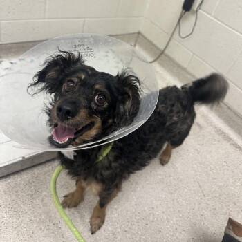 Tanner -  Mixed Breed Dog for Adoption in Murray, Utah - Tanner | PetCurious