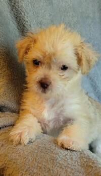 Pip -  Shih Tzu and Chihuahua Dog for Adoption - Pip | PetCurious